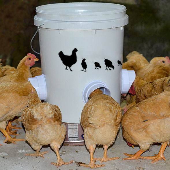 🔥Hot sale 49% OFF🔥DIY Chicken Feeder